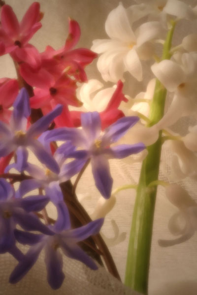 Hyacinth #2 - pinhole image