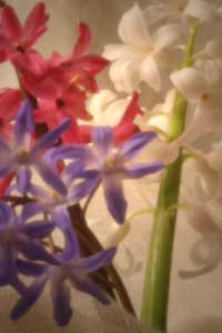 Hyacinth #2 - digital pinhole photography