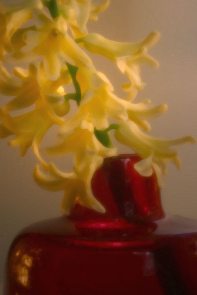 Hyacinth #3 - pinhole image